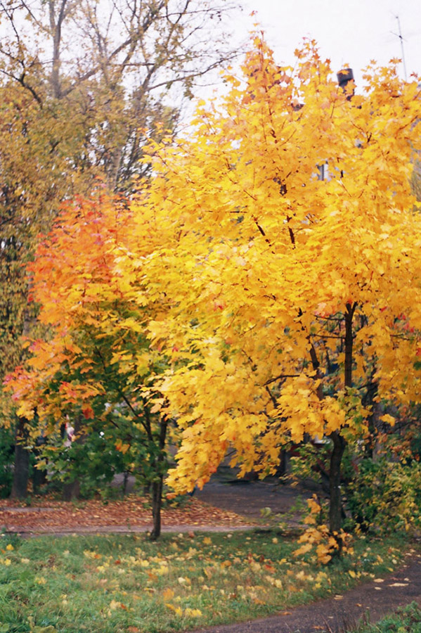 золотая осень