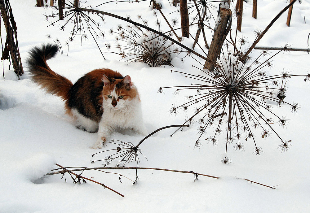 Зимний кот