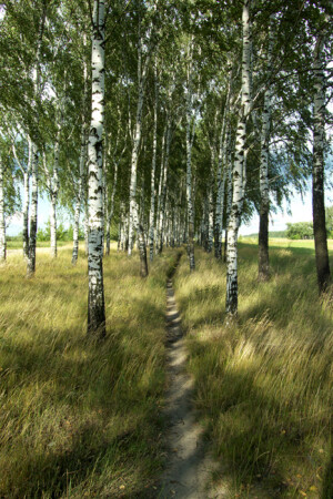 &amp;quot;Берёзовая&amp;quot; дорога