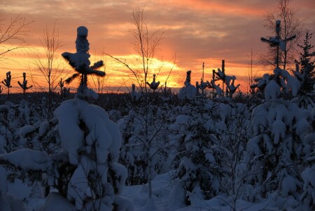 Молодой лес на закате
