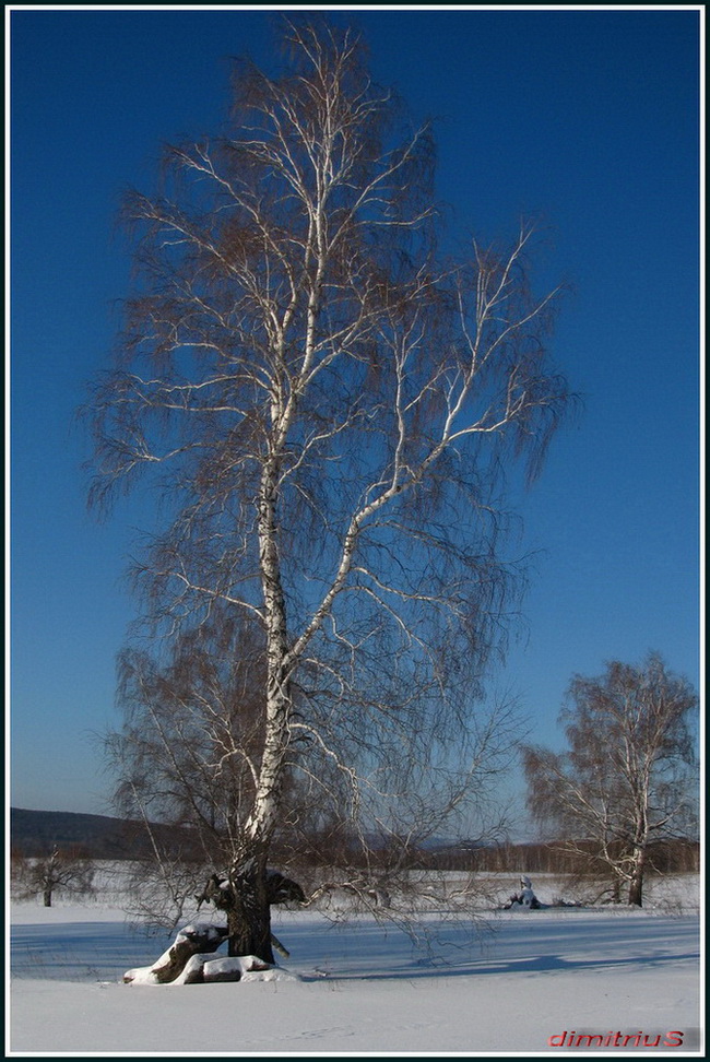 белая береза