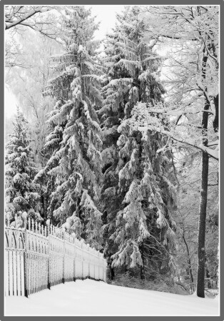 В лесу родилась елочка