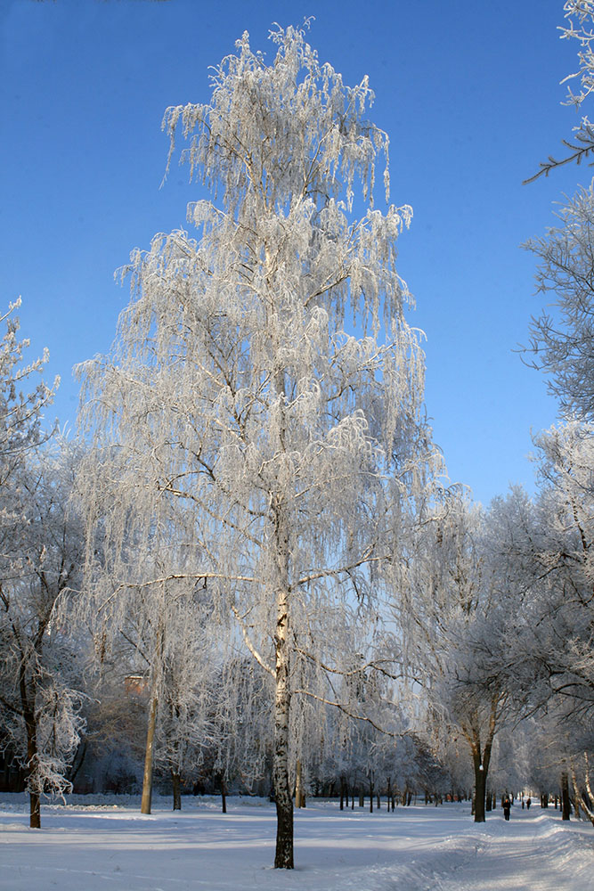 Снежная береза.