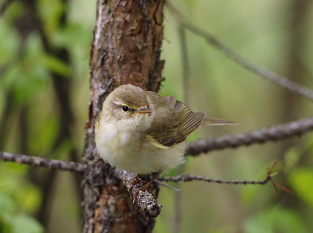 Весничка