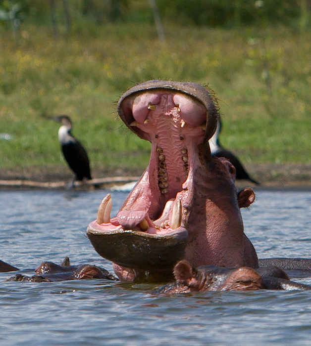 на озере Найваша