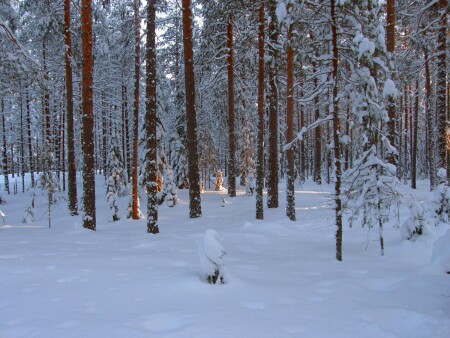 Снежной бахромой окутан.Спит усталый лес.