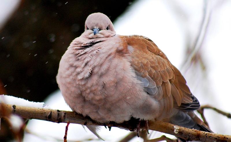 Генеральский вид