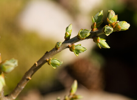 Весна пришла