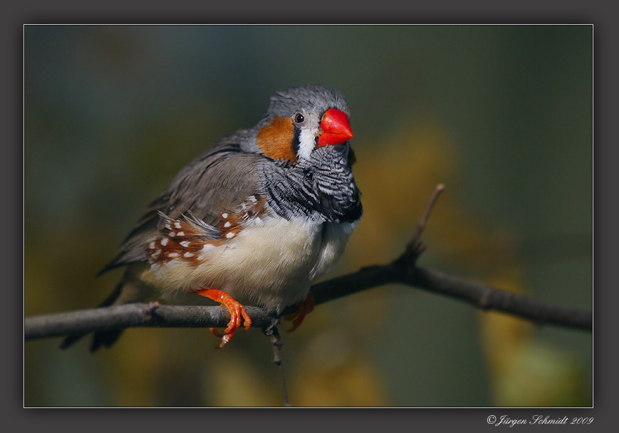 Zebra Finch