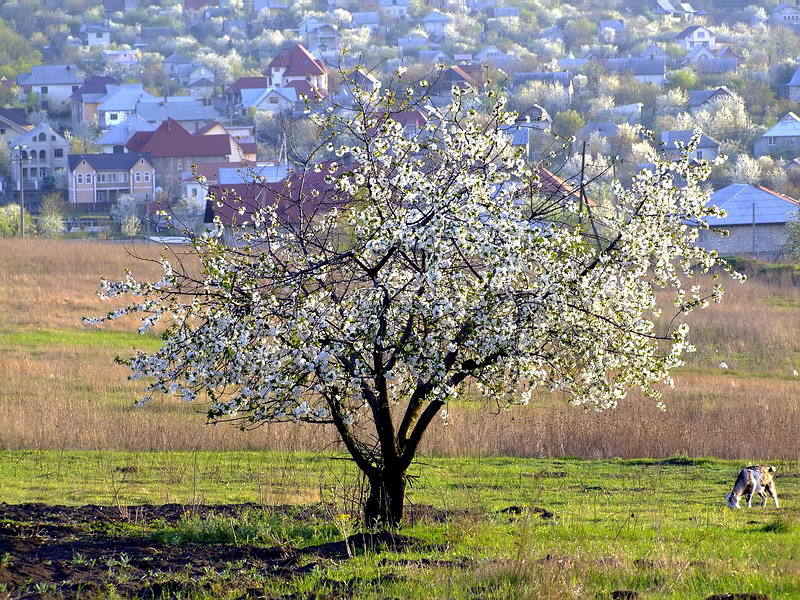 Весна не за горами