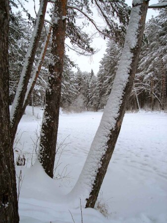 Лес
