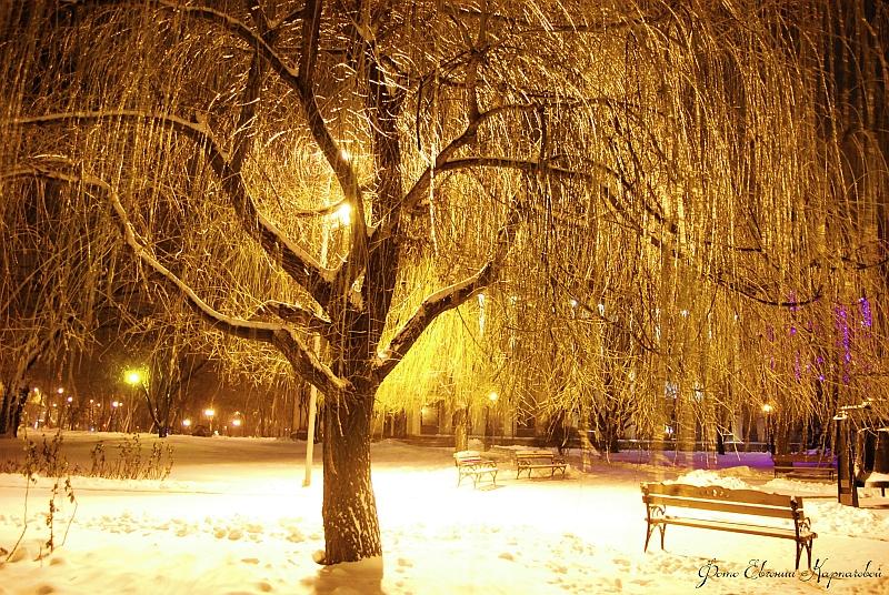 Ледяные деревья. Верба.