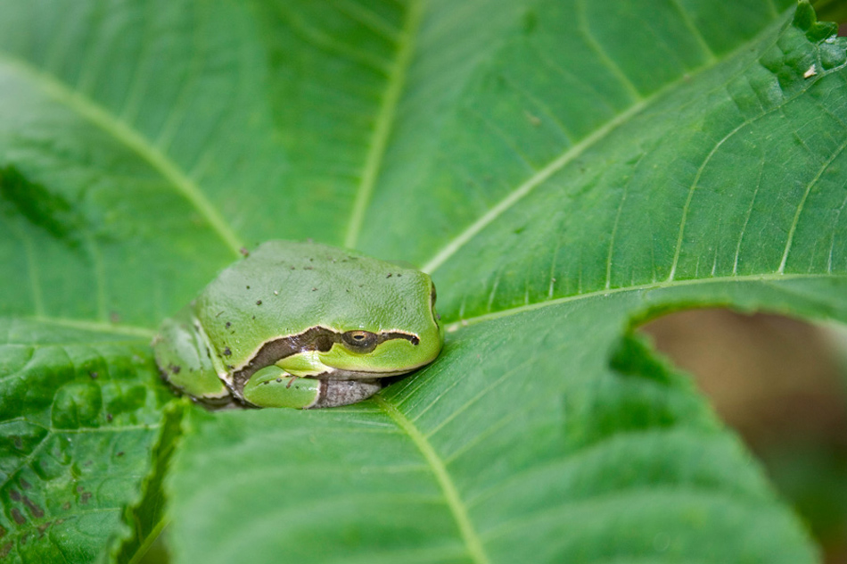 Green on green