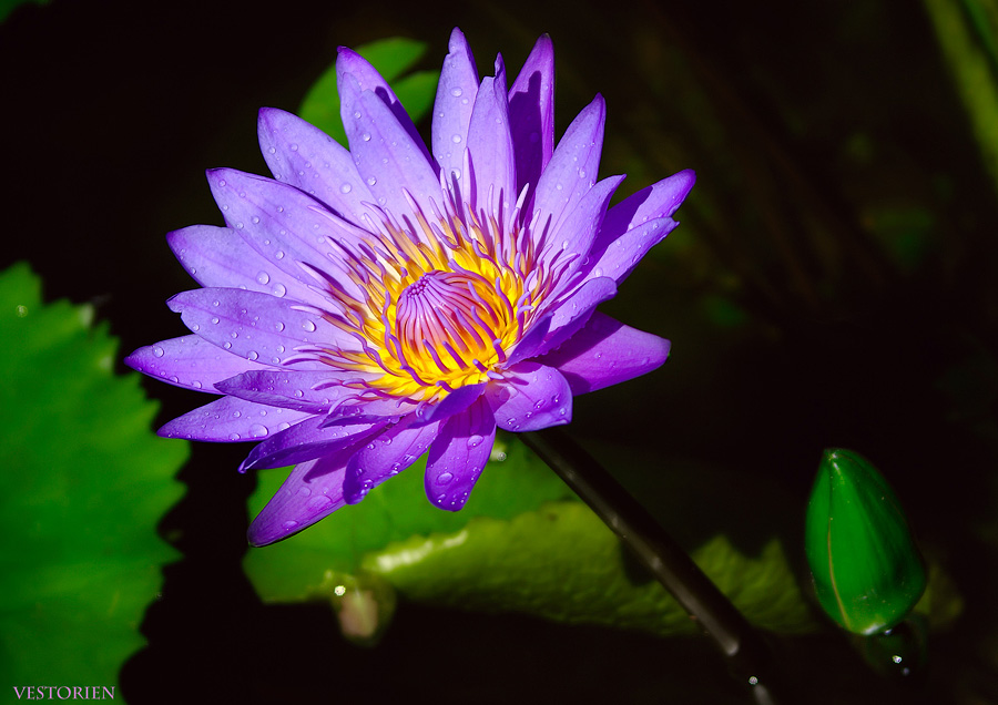 Nymphaea