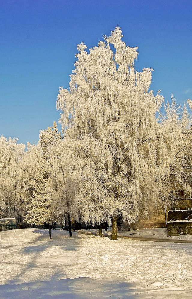 Мороз и солнце...