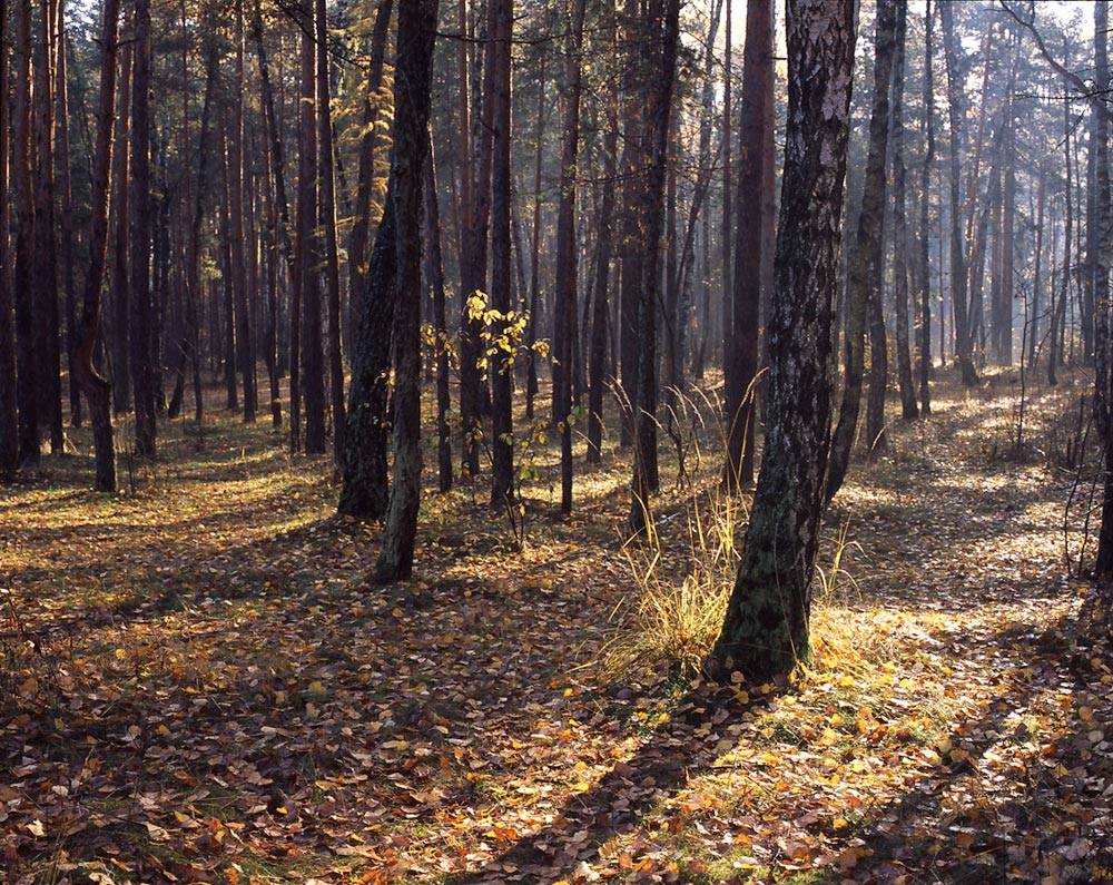 Осенний лес