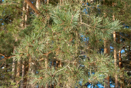 В Сосновом бору