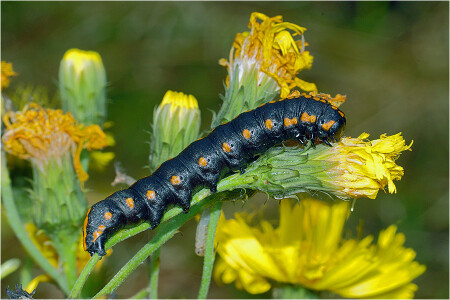 Капюшонница