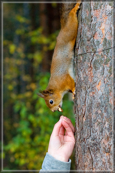 Кушать подано!