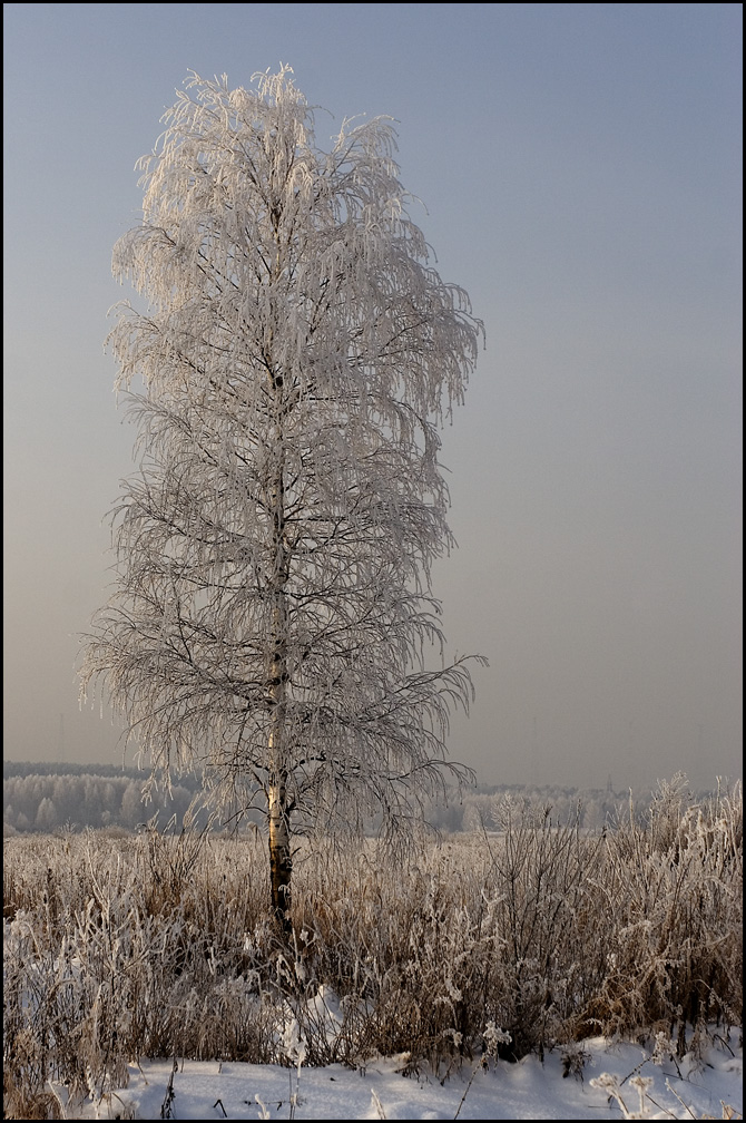 Кудрявая