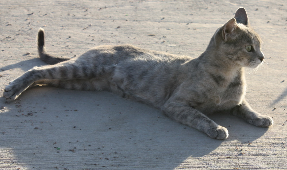 Кошка, гулявшая сама по себе