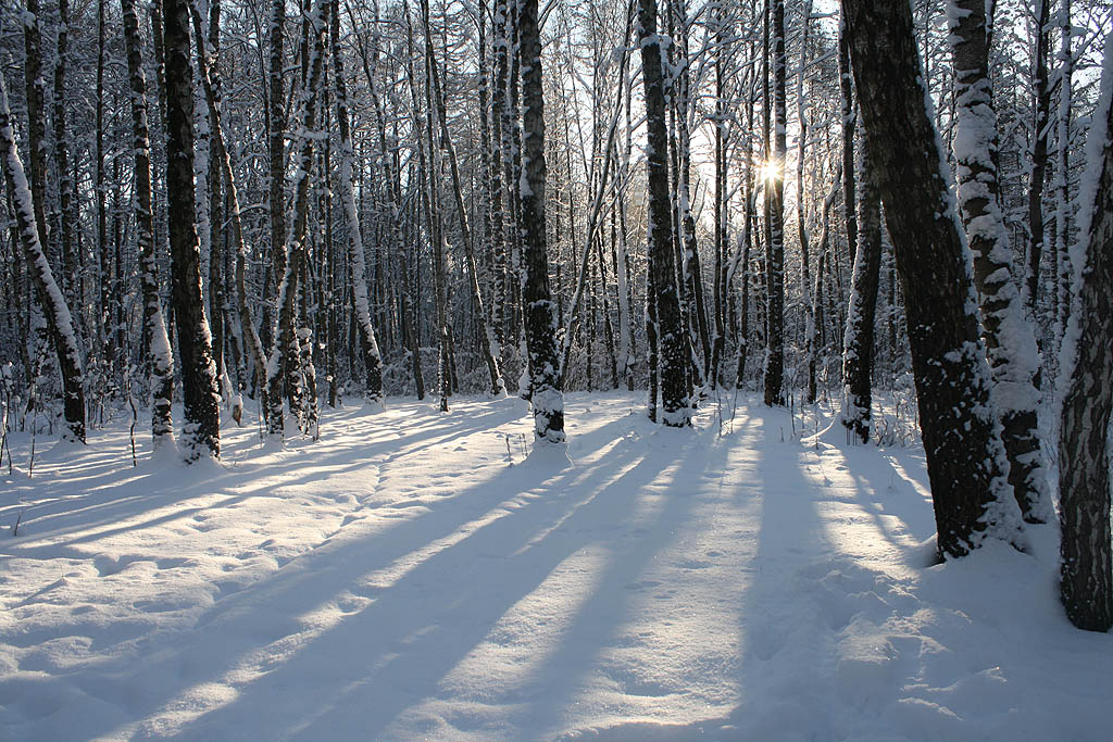 Зимний лес