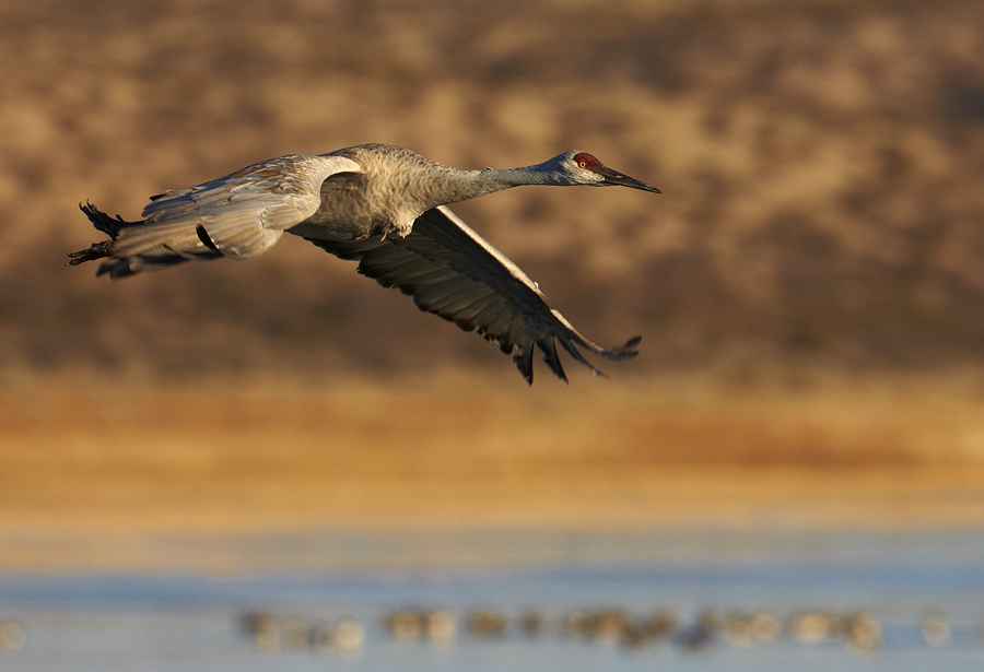 Канадский журавль (Sandhill Crane)