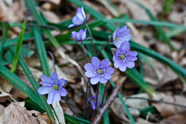 Hepatica Nobilis