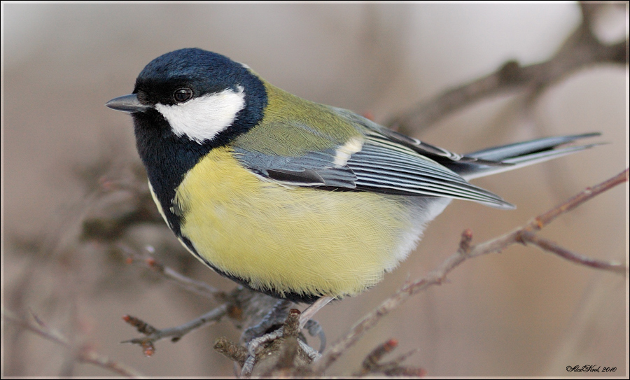 Большая синица (Parus major)