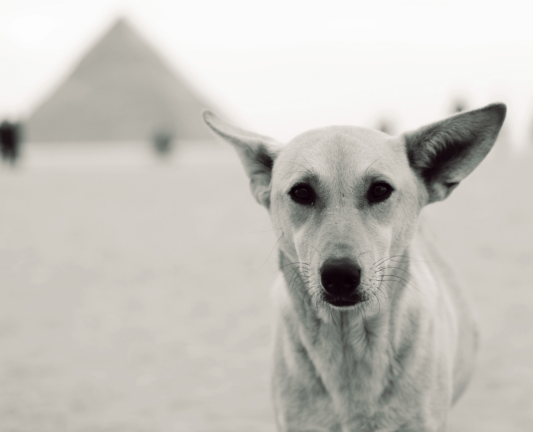 Anubis. Giza