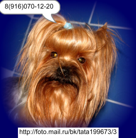 Щенки Йоркширского терьера. вязки.