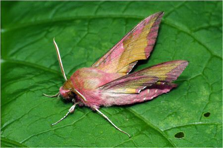 Бражник винный малый