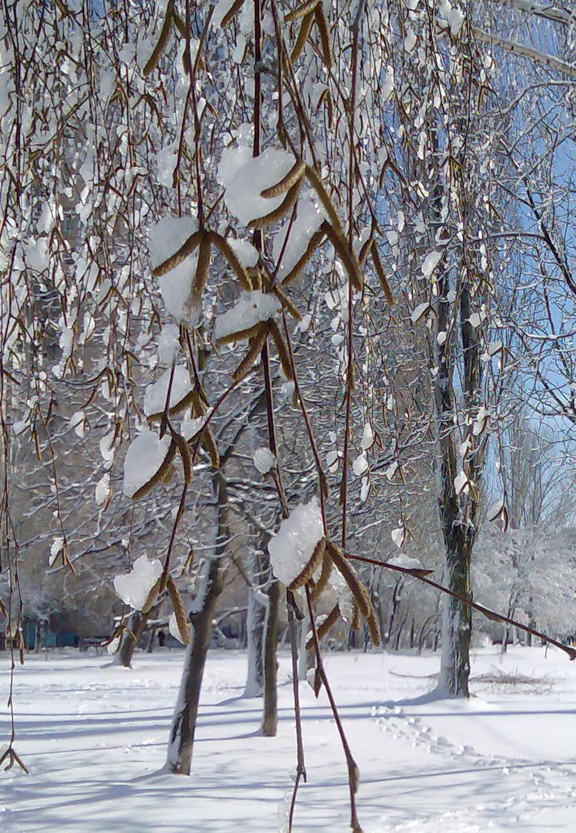 Сережки