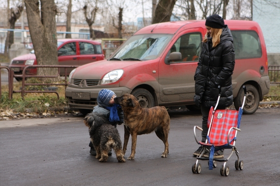 Любовь к животным