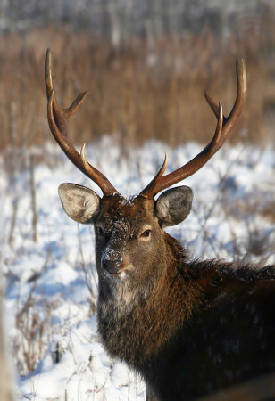 &amp;quot;Олежка&amp;quot;