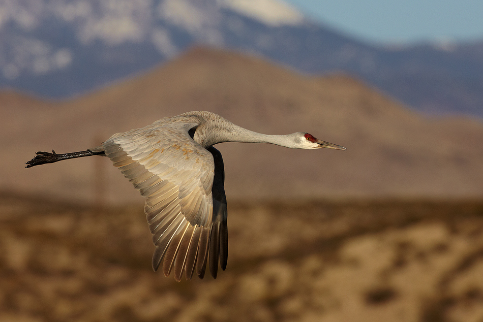 Канадский журавль (Sandhill Crane | Grus canadensis)