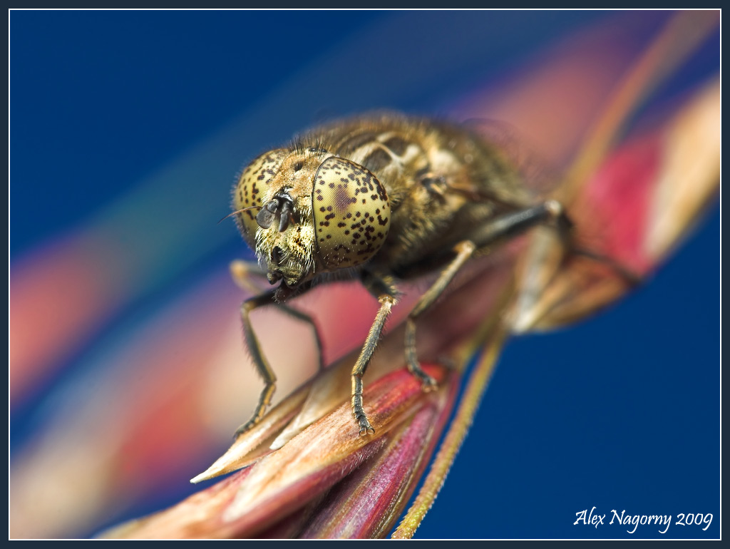 Ильница Eristalinus sepulchralis 