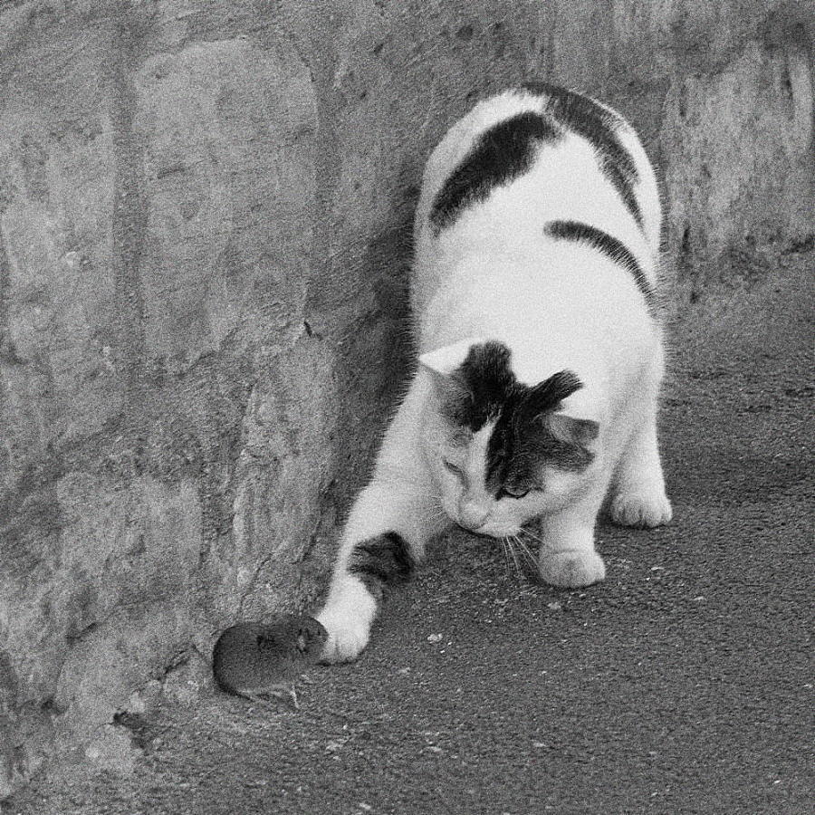 Котауси и Мауси