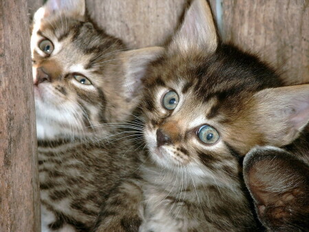 Братцы нас снимают!