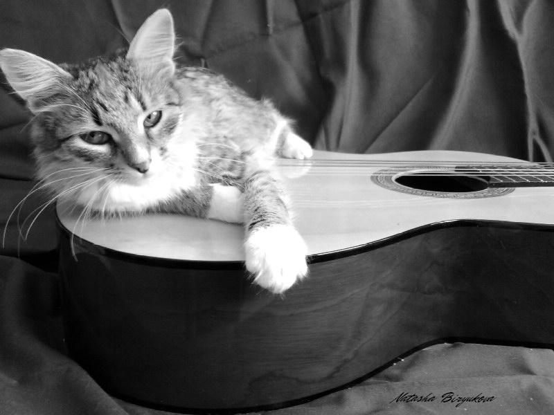 Cat &amp; Guitar