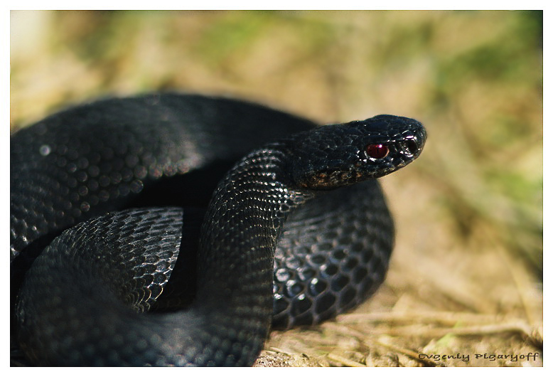 Обыкновенная гадюка -Vipera berus L