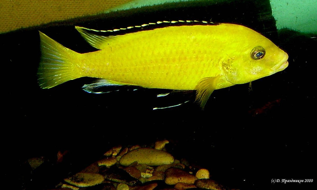 Цихлида-колибри (Labidochromis caeruleus) 