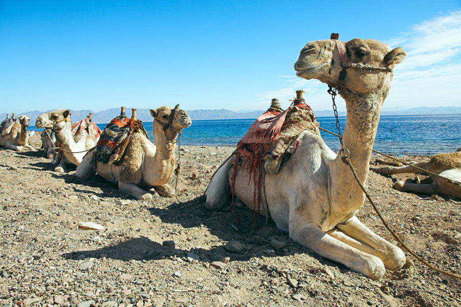 Camels