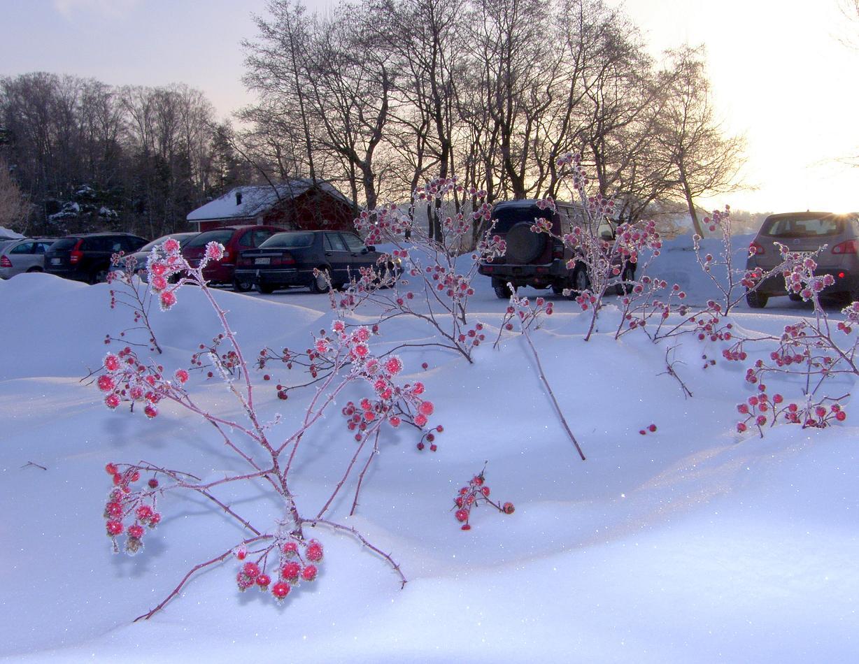 зимний городскои этюд