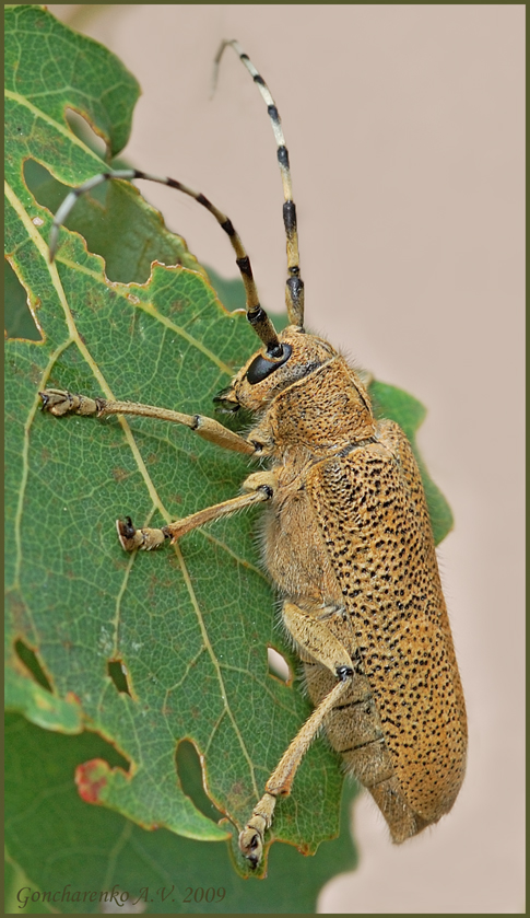 Скрипун осиновый (Saperda carcharias)