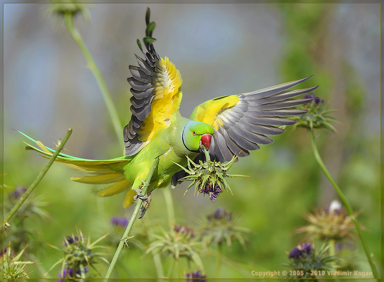 Rose-ringed Parakeet