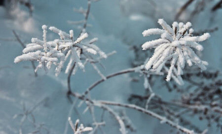 морозные цветы
