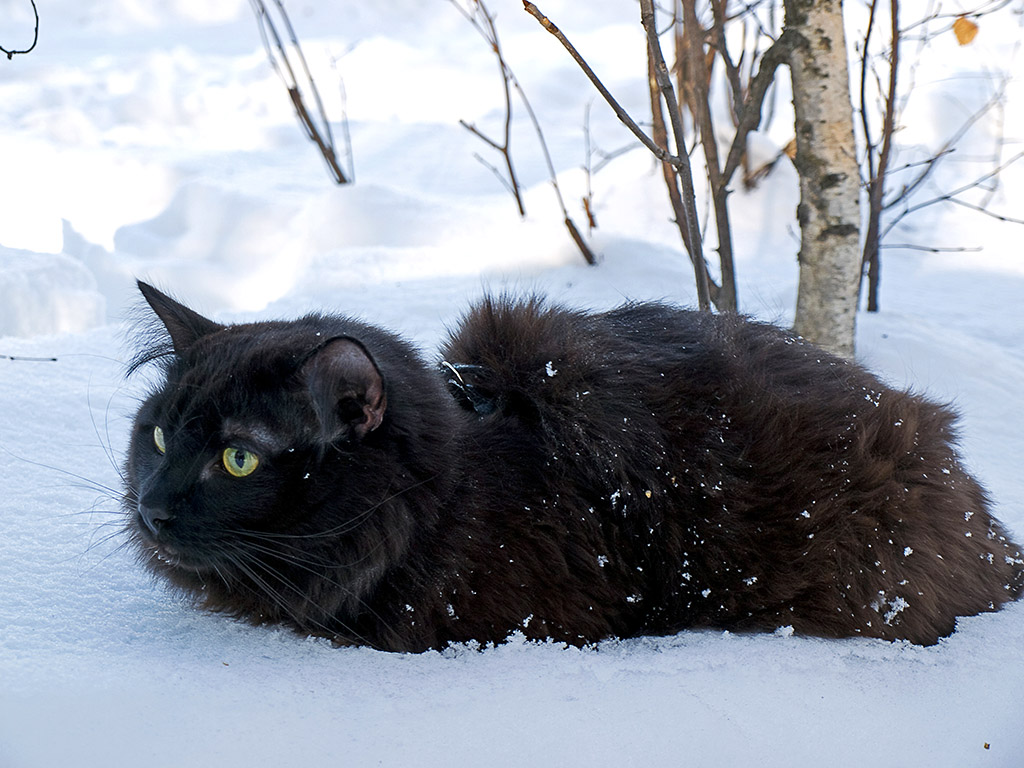 Большая мохнатая гусеница