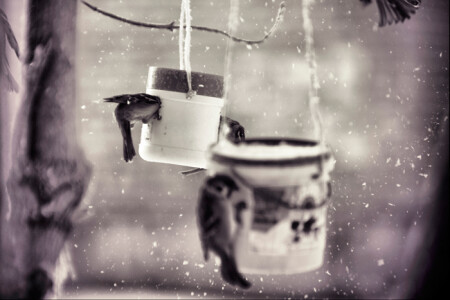 на кормушке *2