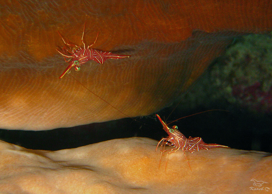 Dancing shrimps